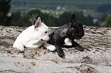 BOULEDOGUE FRANCAIS 689